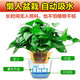 Shuangmeng green radish potted formaldehyde-removing flowers and green plants office 180-gallon self-priming water basin 8 pots straight from the source