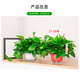 Shuangmeng green radish potted formaldehyde-removing flowers and green plants office 180-gallon self-priming water basin 8 pots straight from the source