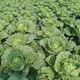 38 Jin Jin is equal to 0.5 kg. Overwintering Chinese cabbage seeds Shandong Chinese cabbage seeds. Chinese cabbage seeds are disease-resistant and high-yielding. Leafy cabbage. Original 5 packs (about 5000 grains) + Songpin. 38 Jin Jin is equal to 0.5 kg. Winter storage Chinese cabbage seeds.