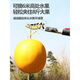 Germany Yinlong Island fruit picking lychee and bayberry fruit picking artifact fruit tree scissors high-altitude telescopic multi-functional fruit picker high branch shears thickened aluminum alloy 1.3-2.3 meters telescopic large blade model comes standard
