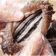 Dong Erpang Organic Dalian Sea Cucumber Fresh Sea Cucumber Ready-to-Eat No-Wash Individually Packed Gift High-Quality Fresh Aquatic Products 7A 7-9 pieces/1Jin Jin is equal to 0.5kg 2Jin Jin is equal to 0.5kg (SF Cold Chain Preservation)