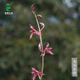 Wengyuan orchid ink orchid old species Nanguo Chunxiao flowers and leaves double art strong fragrance type diligent flower bud red flower green round potted plant Nanguo Chunxiao 2 seedlings large strong seedlings simple pot soil