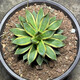 Qiuying agave tequila 22-22 cm