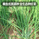 Fengming Yashi single-rooted shallot seeds field planting four-season balcony seeds potted single-rooted delicate shallot seeds 10g