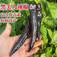 Wangyuanxing black pepper seeds beauty pepper purple skin pepper seeds purple screw pepper four seasons spring and autumn Hangzhou pepper extra spicy king black pepper seeds 1 pack about 300 +