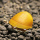 Green and natural Ornamental Fish Tropical Fish Red Nose Scissors Mary Ball Golden Bearded Vajra Snail 30 Fish Tank Ecological Package C