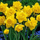 Narcissus bulbs, water-cultured soil-cultured potted plants, imported double-flowered narcissus, four-season blooming autumn and winter cold-resistant seeds, float parade (3 balls) 12+