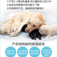 Postpartum nutritional supplements for female dogs, pregnant dogs, dog mothers, pregnant Teddy confinement, lactation, calcium supplement goat milk powder during pregnancy and lactation, goat milk powder for dog postpartum recovery, two cans