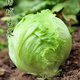 Sweet and crispy lettuce lettuce, hamburger lettuce seeds, crispy and refreshing, raw lettuce seeds, potted four-season farm vegetables, original crispy and tender lettuce, 10 packs/about 20,000 pieces Song Dynasty