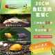 Green and natural Ornamental Fish Tropical Fish Red Nose Scissors Mary Ball Golden Bearded Vajra Snail 30 Fish Tank Ecological Package C