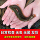 Taiwan loach seedlings ornamental fish, round loach aquarium live feed feed fish fresh Taiwanese loach turtle fresh water fish 2-3 cm 200 loaches + 10%-20% damage prevention