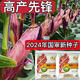 
NK718 corn seeds with high yield, short rods, double sticks, rice, south and north, drought resistance, Yunnan, Guizhou, Sichuan corn. New seeds are original NK718 [1.5 Jin [Jin equals 0.5 kg]] 1 bag of non-picking sticks. New seedlings are mature and not bald.