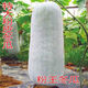 Pink-skinned giant winter melon seeds, extra-large pink-skinned winter melon seeds, pink-skinned giant winter melons, black-skinned giant large winter melons, pink-skinned giant winter melon seeds, common winter melons in rural areas, selected 22 capsules + fertilizer