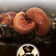 Shenxiang rompiendo pared ganoderma lucidum esporas polvo ganoderma lucidum tophos polvo suplementos nutricionales postoperatorios Mejoran suplementos de inmunidad regalos de regalo 60 g de caja de regalo (10g*6 cajas)