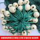 Yuxige fishing net fish pond fishing net pulling net scraping fish net seine net dragging fish net 2-finger partition clear pond net holding net partition net 2 meters high 20 meters long 2 fingers thick 9 strands weighted pendant