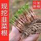 Winter vegetable seedlings, autumn and winter collection of various cold-resistant vegetable seedlings, southern seasonal balcony potted seedlings in autumn, 50 leek roots
