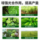 Chloropyronium paclobutrazol peanuts, soybeans, cotton, ginger, sweet potato, dwarfing and exuberance control agent Methylpyrazolinium + paclobutrazol *10 sets