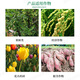 Guoguang 15% paclobutrazol rice dwarfing agent fruit trees and flowers succulent chlormequat plant growth regulator 200g