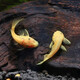 Green and natural Ornamental Fish Tropical Fish Red Nose Scissors Mary Ball Golden Bearded Vajra Snail 30 Fish Tank Ecological Package C