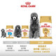 ROYAL CANIN Royal Dog Food PDA26 Poodle Teddy Old Dog Food-Age 8+ Full Price Food [>8 Years] PDA26 Poodle Old Dog 3KG