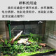 
Spring and autumn carp tank landscaping small ornaments for sunken wood stump purple teak small arch bridge sunbathing platform to avoid hermit crab climbing 1098