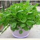 
Large round leaf glutinous rice amaranth seeds green leaf amaranth four seasons farm vegetable seeds green rapeseed amaranth special tender amaranth [fresh and delicious] seeds essence three bags [cut and long] about 15,567 pills