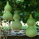 Treasure gourd seeds edible vegetable gourd vegetable seeds spring planting large gourd seeds flower seeds easy to grow in spring treasure gourd seeds - new species of the season original two packs about 22 pieces -