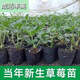 Strawberry seedlings shipped from original soil, flowering and big fruit, cream strawberry seedlings for four seasons, wholesale of current year fruit plug seedlings, 6 Ningyu strawberries, shipped from original soil + fertilizer