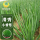 Fengming Yashi single-rooted shallot seeds field planting four-season balcony seeds potted single-rooted delicate shallot seeds 10g