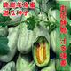 Super sweet croissant honey melon seeds, thin-skinned rock sugar melon seeds, four-season seeds, patio balcony potted fruit seeds, many people buy croissant honey seeds, high sweetness, new species, 2 packs of about 200 seeds + fertilizer