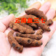 Peking Tongrentang Authentische Yunnan Wildblut Panax Notoging Chinesische medizinische Materialien getrocknetes Gras Neue Produkte in Weinboden Panax Notoginseng Chinesische Heilmaterial 250 Gramm