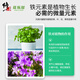 Correct Flower Lotto * Ferrous Sulfate Flower Fertilizer Acid-loving Plants Yellow Leaves Fall Leaves for Flowers and Green Plants Iron Supplementing Water-Soluble Fertilizer 500g