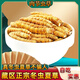 [Cordyceps authentiques] GRAND GRASSE BROCKE