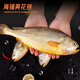 Domestic seafood gift box big gift box Dongxingban Qingqing lobster abalone gift box Dragon Boat Festival gift box 688 gift box [Lobster abalone pompho gift box]
