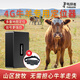 Tracker Cattle and Sheep Locator Beidou Satellite Waterproof Grazing Sheep and Cattle Solar Powered Ultra-Long Life Anti-Theft and Anti-Freeze Battery 15,000 mAh + Accurate Positioning First Year