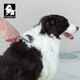 TRUELOVE pet dog and cat knot-opening comb to remove floating hair and comb brush to remove hair Teddy medium and large dog general massage comb M-20 teeth
