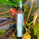 
Delongbee Tequila tequila tequila base wine Mezcal tequila tequila tequila 750mL 1 bottle