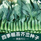 Xiangbin kale seeds kale field open-air planting in spring, summer, autumn and winter sowing pot seeds Guangdong vegetable seeds white flower willow leaf kale seeds 2000 original 10 packs