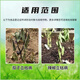 Siyou Miao Bacteria 30% Dofu Carbendazim Fumeishou Vegetable Field Blight Disease Eggplant Pepper Pesticide Seedbed Disinfectant Fungicide 20g