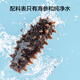 Jingdong Made in Dalian frozen ready-to-eat sea cucumbers, net weight 500g, family pack, 8-10 pieces, seafood nourishing gift box