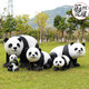 Weiran Flower House outdoor simulation panda ornaments garden landscape fiberglass sculpture park courtyard community animal decorations 1.3 meters walking panda