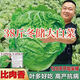 38 Jin Jin is equal to 0.5 kg. Overwintering Chinese cabbage seeds Shandong Chinese cabbage seeds. Chinese cabbage seeds are disease-resistant and high-yielding. Leafy cabbage. Original 5 packs (about 5000 grains) + Songpin. 38 Jin Jin is equal to 0.5 kg. Winter storage Chinese cabbage seeds.