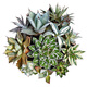 
ZKHE agave potted plant Blue Whale Nin Crown Auspicious Crown Takith Thunder Succulent Succulent Plant Combination Pot Plant Princess Thunder White Middle Spot Single Head 4-5cm Naked Root Without Soil