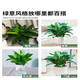 Amazing 18 kinds of spider plants for you to choose Phnom Penh Chlorophytum Various potted flowers Living room hanging tabletop plants purify the air Gold diamond with pot