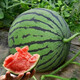 Dayu Lazy Man Watermelon Seed Seedlings Extra Large Suitable for Early Maturing Lazy People in the South 8424 Kirin Melon Meidu Seedless Fruits and Vegetables Rock Sugar Kirin Watermelon Seeds 20g Pack Crisp and Sweet