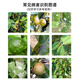 Sichuan Pesticide Cuiliang 25% benzopyrazole fungicide lipocarp tree black spot flower plant pesticide fungicide 100g