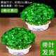 Xingan and copper money grass hydroponic potted indoor and outdoor flowers money grass green plants suck green plants flowers and plants copper money grass one pot without pot about 300 plants with leaves