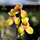 Wengyuan Orchid Authentic Spring Orchid Giant Lotus Old Species Winter Flowering Period Strong Fragrance Easy to Grow Indoor Desktop Flower Pots Giant Lotus 5 Seedlings Large Strong Seedlings Simple Pot Hair