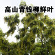 ZKWFU高山野生天然青钱柳养生茶126g袋装辅助调节亚健康血糖正品包邮 3袋