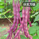 Fengming Yashi green bean seeds spring and autumn purple beans farm field planting red beans seeds 200g